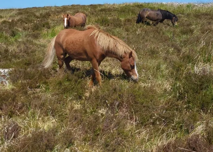 Ferienhaus Cnoc Suain Galway